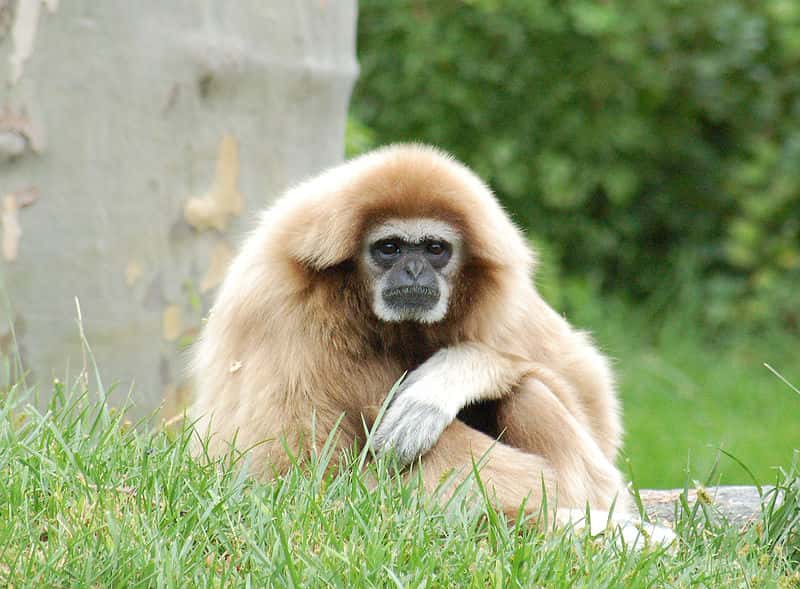 Gibbon à mains blanches (<em style="text-align: center;">Hylobates lar</em>) assis dans l'herbe. © Derek Ramsey, CC by 2.5