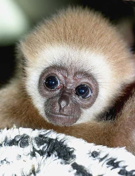Gibbon juvénile à mains blanches (<em style="text-align: center;">Hylobates la</em>r). © Choupigloupi, CC by 2.0