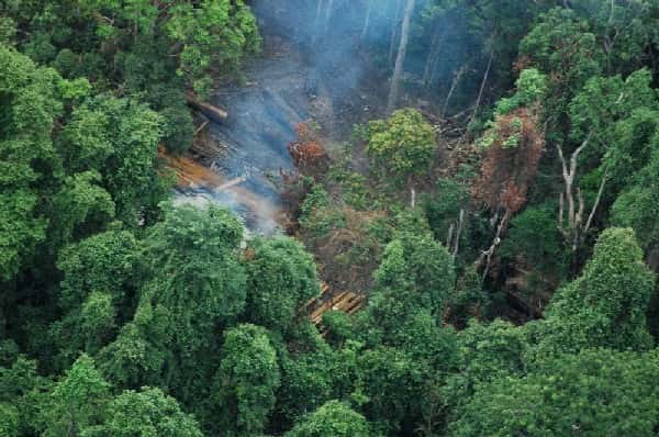Déforestation. Environ 13 millions d'hectares disparaîtraient chaque année, dans le monde. © DP