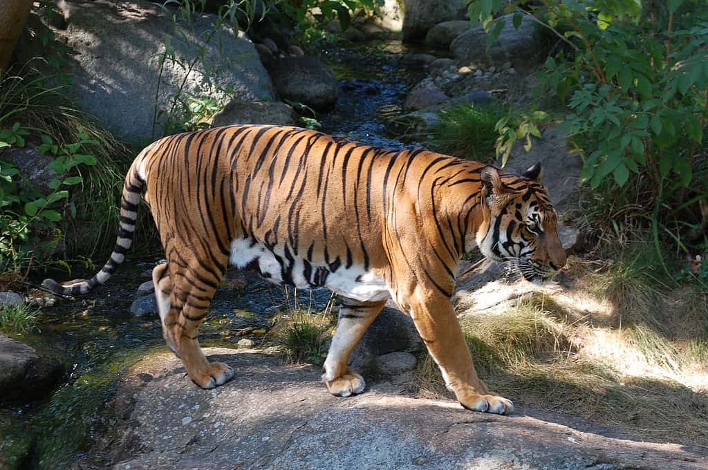 Un tigre dans la nature (<em>Panthera tigris corbetti</em>). © Accipiter, CC by 3.0, 2.5, 2.0, 1.0
