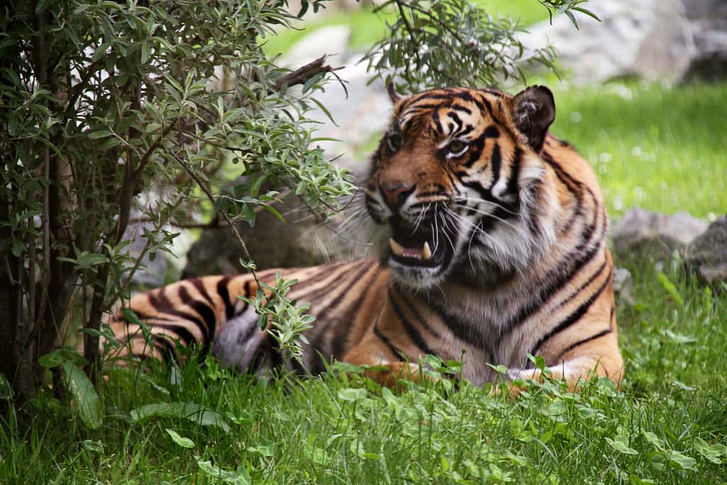 Tigre étendu dans l'herbe. © Xavier Bouchevreau, Flickr, CC by-sa 2.0