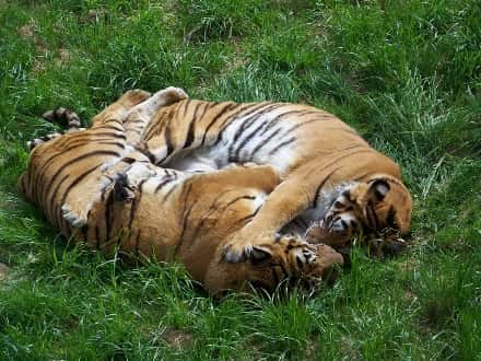Deux tigres couchés dans l'herbe. © Neusitas, CC by-sa 2.0