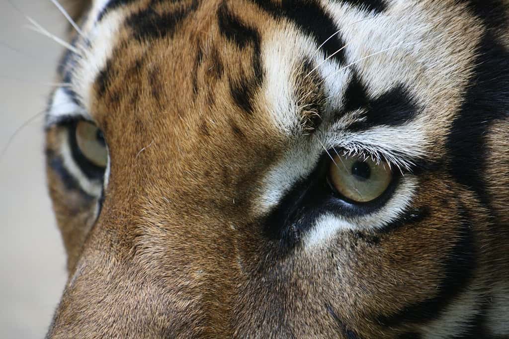 Gros plan d'un tigre (<em style="text-align: center;">Panthera tigris corbetti</em>). © Matej Batha, CC by 3.0