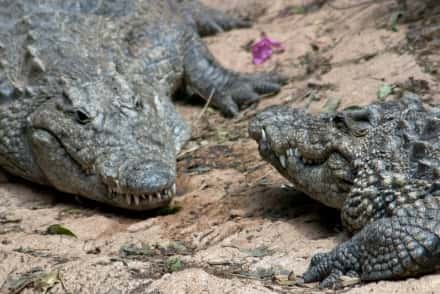 Rencontre entre deux crocodiles. © Peter Nijenhuis, Flickr, CC by-sa 2.0