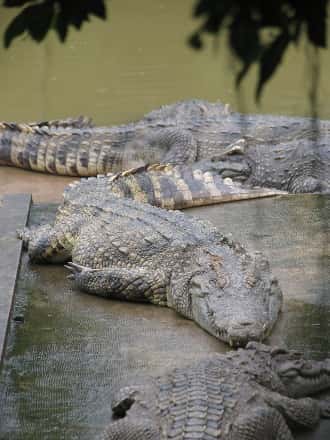 Ferme à crocodiles. Une idée novatrice émise par Olivier Behra : construire des ranchs à crocodiles. © Christophk2003, Flickr, CC by-sa 2.0