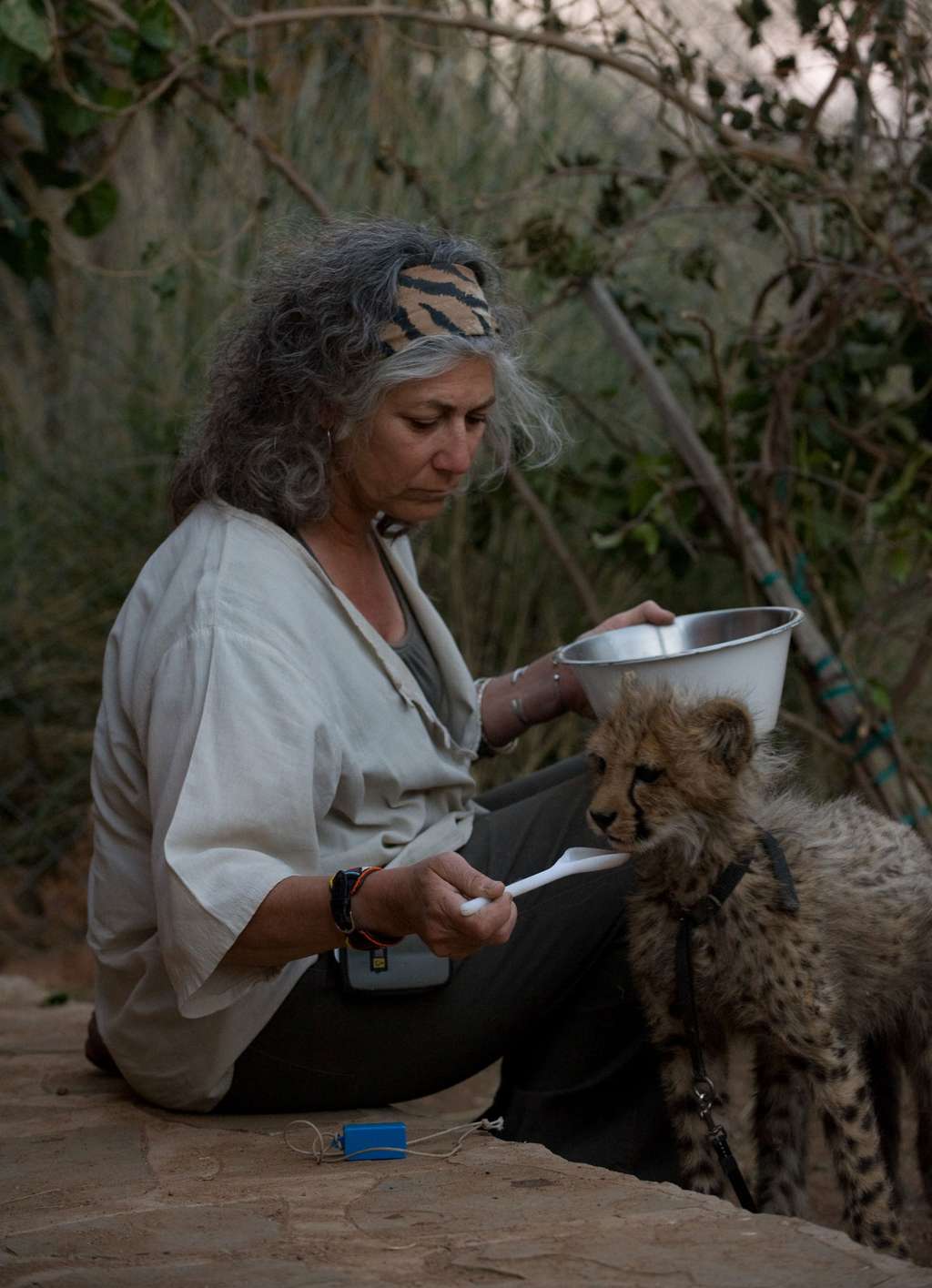 Laurie Marker en plein nourrissage d'un jeune guépard. © Laurie Marker DR, <em>Cheetah conservation fund</em>