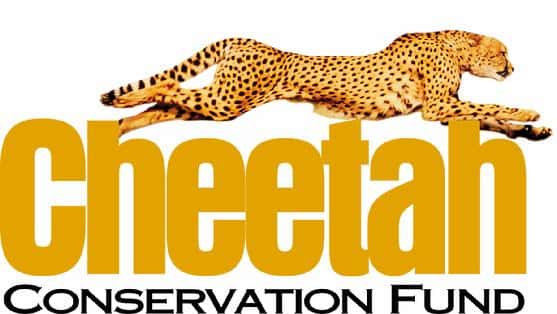 Le <em>Cheetah Conservation Fund</em> est créé en 1990 pour mieux comprendre le comportement du guépard et le protéger. © DR
