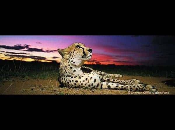 Un guépard étendu dans la savane. © <em><a target="_blank" href="http://www.cheetah.org/">Cheetah</a> Conservation Fund</em>, DR