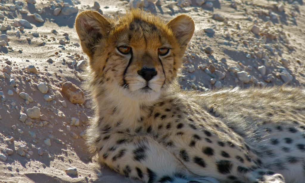Cheetah junévile (Acinonyx jubatus) © Berniedup/Flickr, CC by-nc-sa 2.0