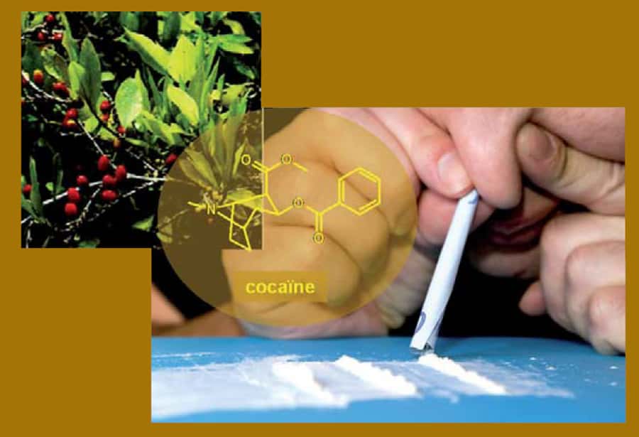 La cocaïne est un puissant stimulant de la famille des alcaloïdes, extrait de la coca. © DR