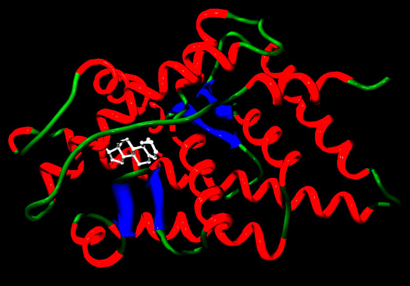 Un récepteur des androgènes lié à la testostérone 16. On montre ici la structure secondaire d'un récepteur en rouge, vert et bleu avec le stéroïde, en blanc. © Tim Vickers, DP