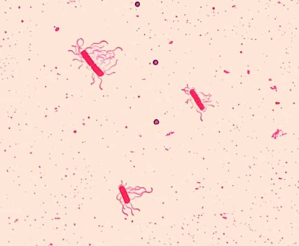 <em>Bacillus cereus</em> vues au microscope. Ces bactéries peuvent contaminer les céréales par la poussière ou le sol. © DP