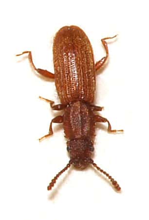 <em>Oryzaephilus surinamensis</em>, ou sylvain, est un coléoptère qui mesure entre 2,4 et 3 mm. © Sarefo, GNU 1.2
