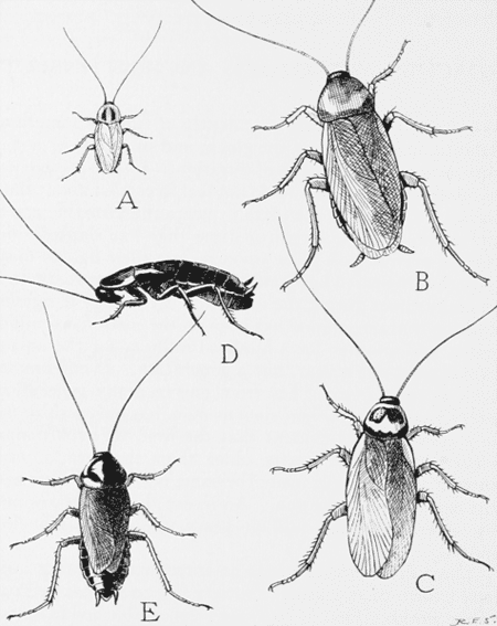 Les différentes espèces de blattes sont de formes et de couleurs varies. En (A) A, <em>Blattella germanica</em> (environ 1,4 cm). En (B), <em>Periplaneta</em> <em>americana </em>(3,5 cm). En (C), <em>Periplaneta australasiae </em>(3,2 cm). En (D), <em>Blatta orientalis</em> (2,8 cm). En (E), <em>Blatta orientalis</em> mâle (2,5 cm). © USDA, DP