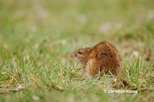 Le rat surmulot est commun dans la plupart des régions du monde. © Christian König, DR
