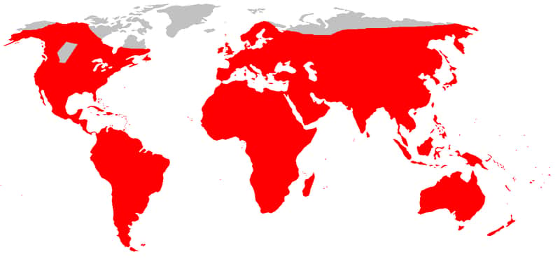 Carte de répartition mondiale du surmulot. © DR
