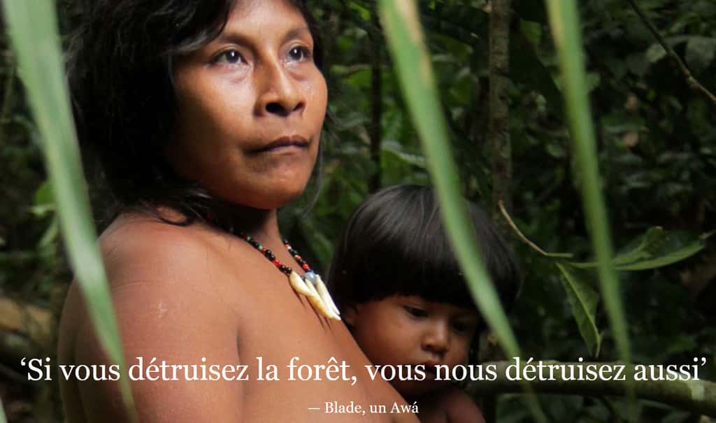 Les Awás figurent parmi les tribus les plus menacées au monde. © Survival