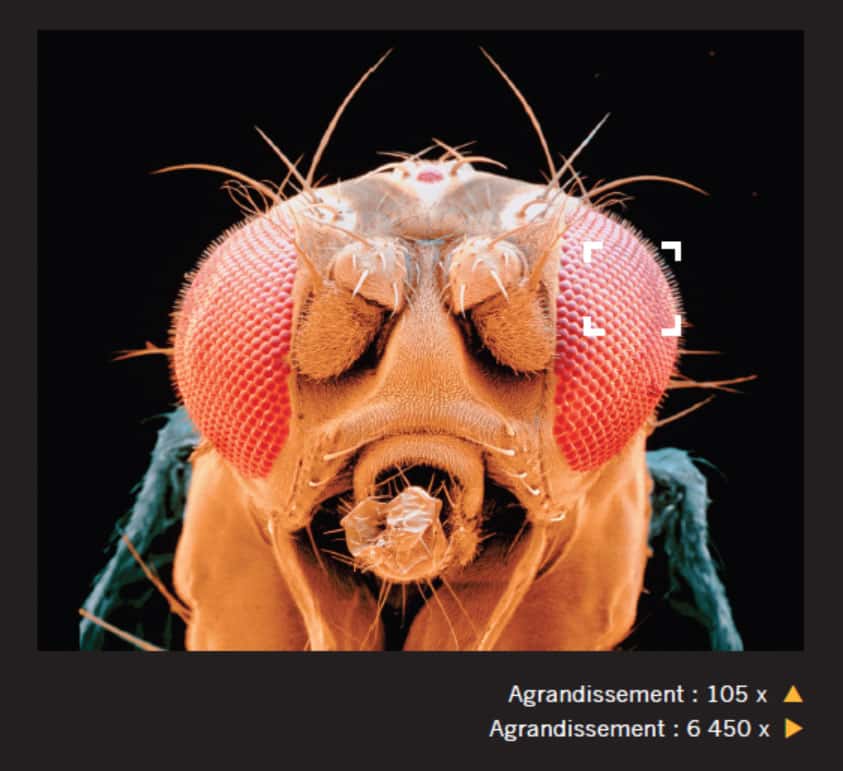 <br />Les yeux de la mouche comportent plusieurs milliers de facettes. Certains coléoptères en possèdent plus de 30.000. © Giles Sparrow, Dunod, DR