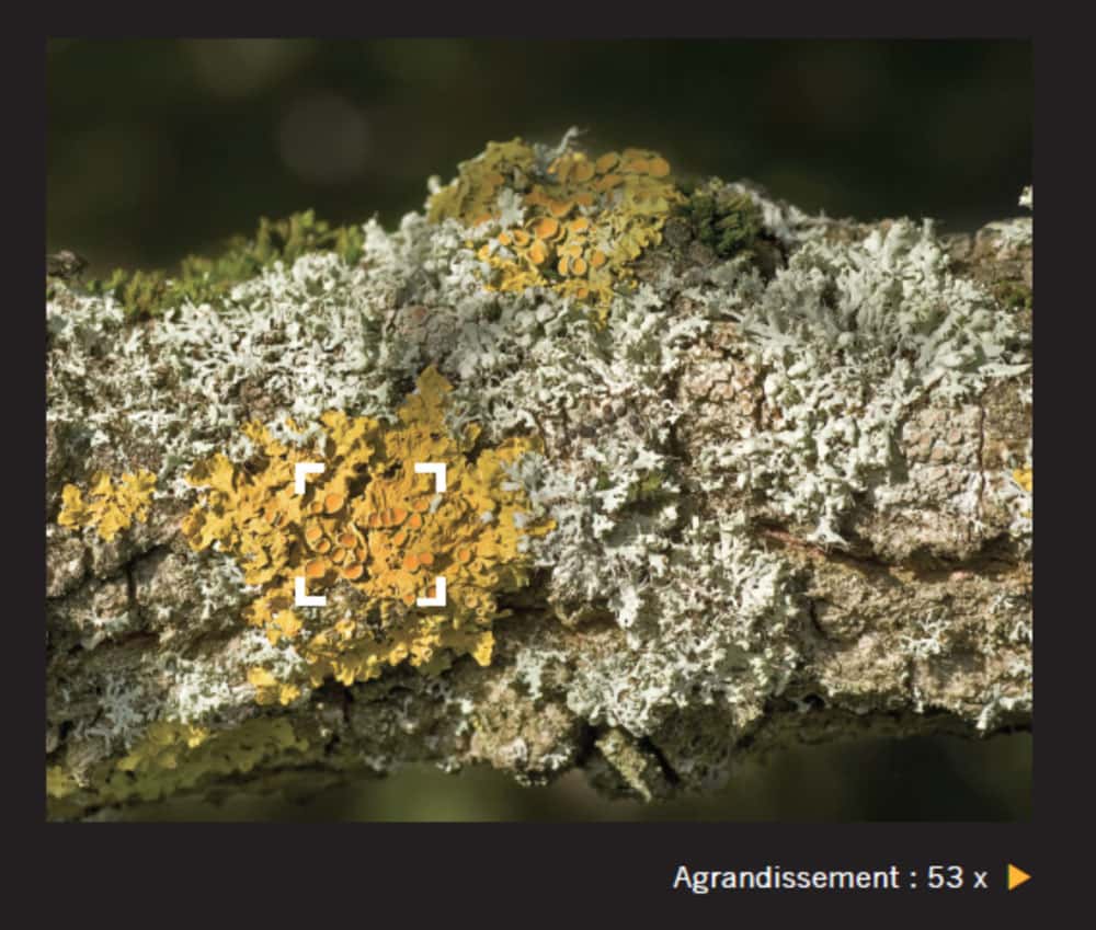 <br />La double nature du lichen n’a été découverte qu’au XIX<sup>e</sup> siècle. Aujourd’hui classés parmi les mycètes, les lichens ont longtemps été catalogués parmi les mousses ou les algues. © Giles Sparrow, Dunod, DR