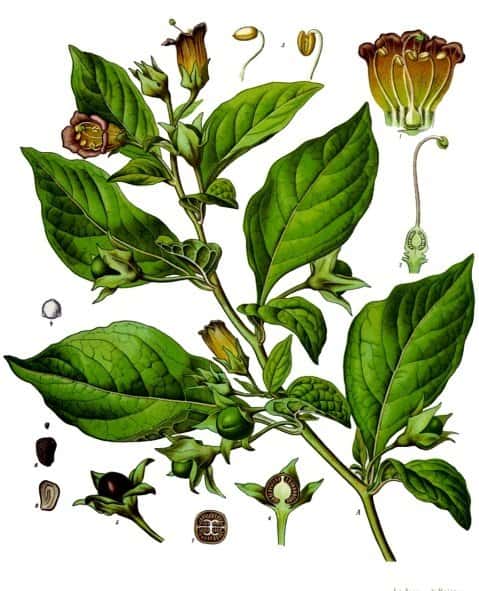 La belladone est une plante toxique, notamment utilisée à la Renaissance pour dilater les pupilles et agrandir le regard des femmes. © Franz Eugen Köhler, <em>Köhler's Medizinal-Pflanzen</em>, Wikimedia Commons, DP
