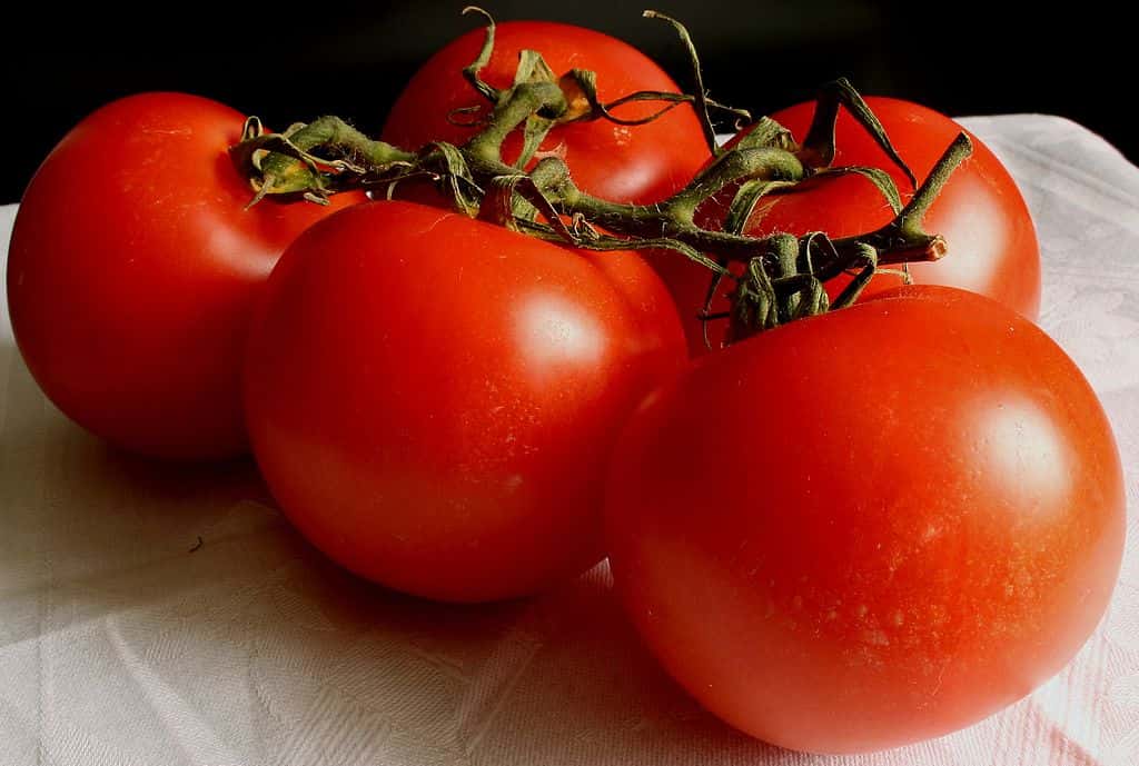 La recherche sur de nouvelles variétés de tomates continue. La tomate Flavr Savr a été la première plante génétiquement modifiée validée pour la consommation humaine à être commercialisée, en 1994. © Hedwig Storch, CC by-sa 3.0