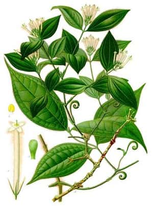 <em>Strychnos toxifera</em> est une plante servant à la fabrication du curare. © Koehler 1887, Wikimedia Commons, DP