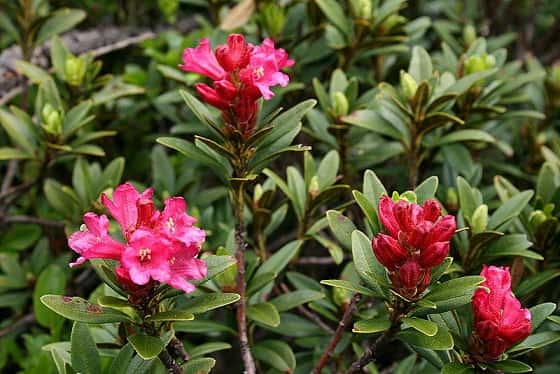 Le rhododendron est un arbuste toxique qui appartient à la famille des éricacées, qui regroupe également les azalées. Il existe plus de mille espèces de rhododendrons dans le monde (ci-dessus, le rhododendron ferrugineux). © Jean-Pol Grandmont, Wikipédia, GNU 1.2