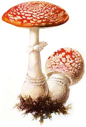 L’amanite tue-mouches, appelée aussi « fausse oronge », est le champignon toxique et psychotrope le plus connu de la famille des amanites. Elle provoque rarement la mort. © Albin Schmalfuß, 1897, Wikimedia Commons, DP