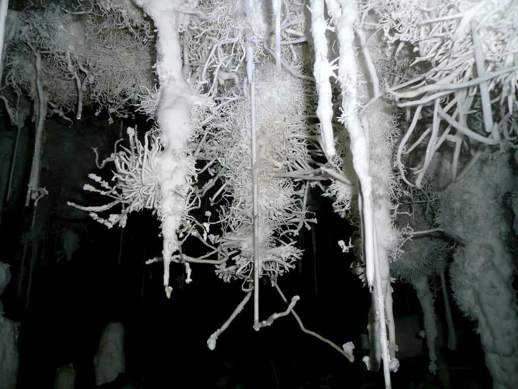 Hélictites dans la grotte de Bohemia, à 500 mètres de profondeur, dans le mont Owen. © Marlène Beyerle