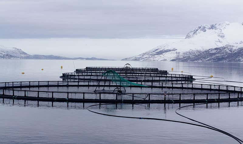 Ferme de saumons en Norvège. Le saumon norvégien « bio » commence à se démocratiser sur les étals de l’Hexagone. © Thomas Bjørkan, cc by sa 3.0