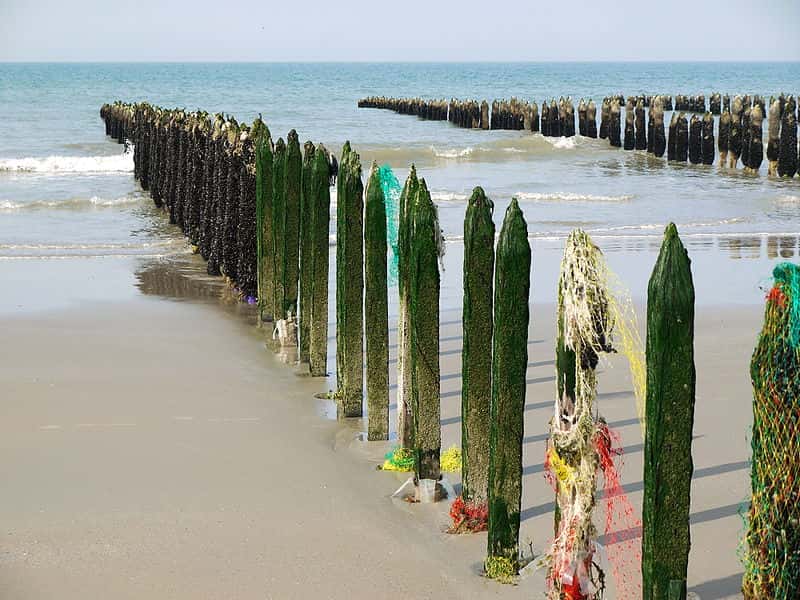 Moules sur des bouchots dans la baie de Wissant, dans le Pas-de-Calais. Les propriétés nutritionnelles des produits de la mer seraient plus liées à l’espèce qu’au lieu de production. © Pline, cc by sa 3.0