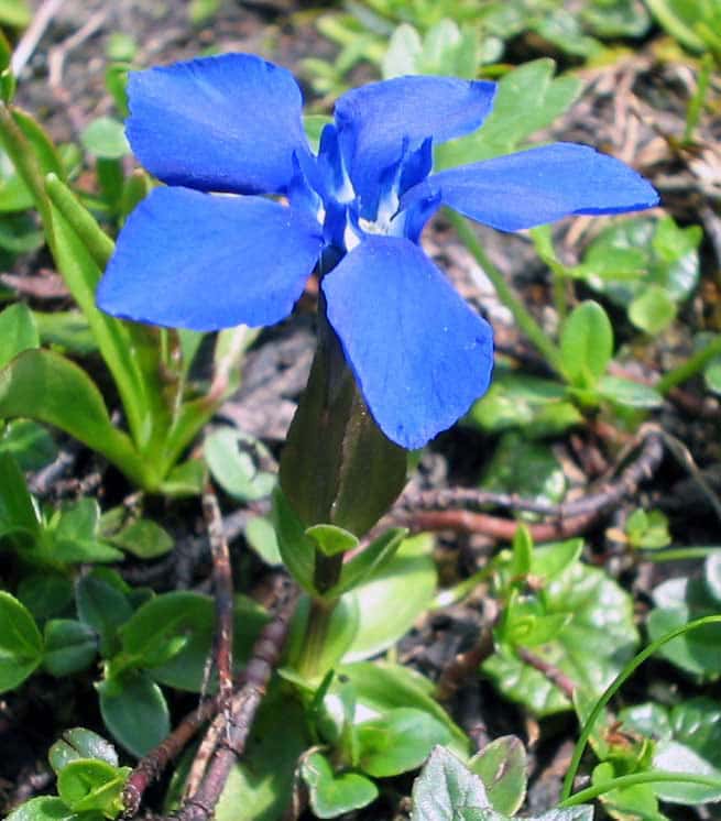 <em>Gentiana verna</em>, aussi connue sous le nom de gentiane du printemps. © Michael Gasperl, Wikimedia Commons, GNU 1.2