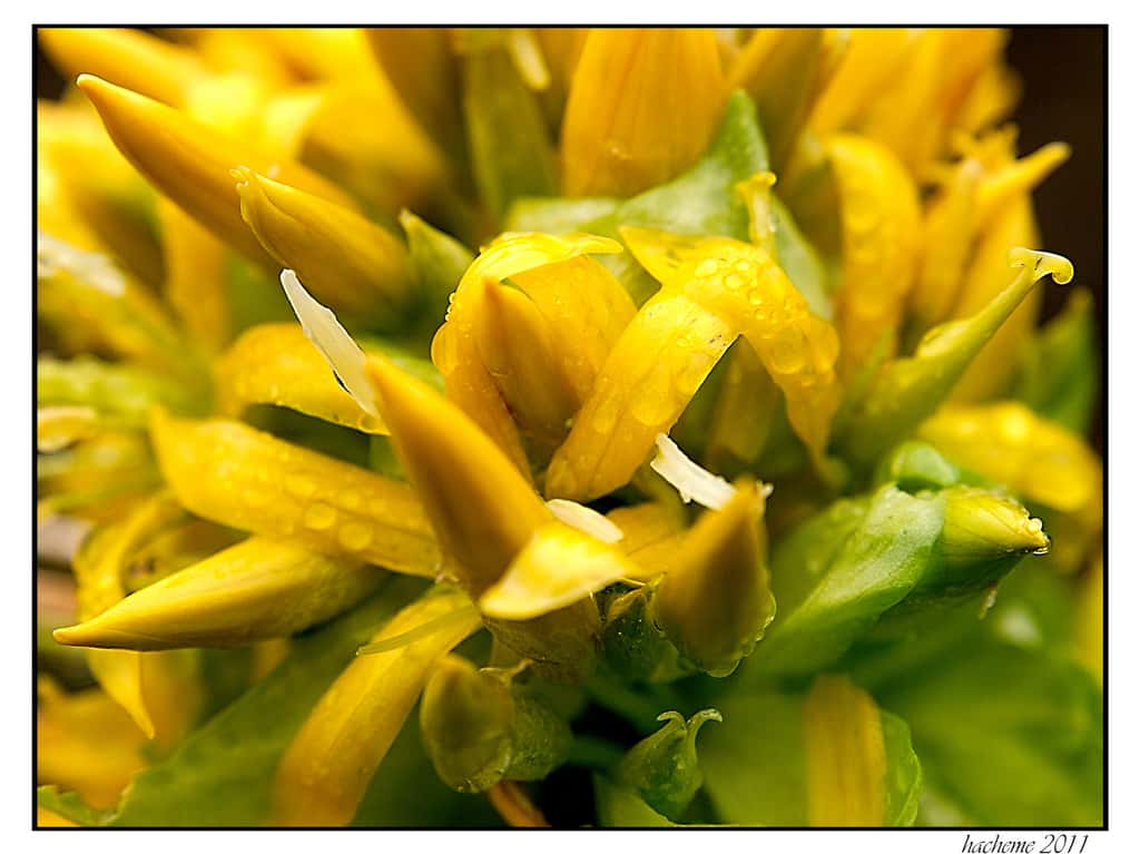 Le nom latin de la gentiane jaune est <em>Gentiana lutea</em>. © Hacheme 26, Flickr, CC by-nc-sa 2.0