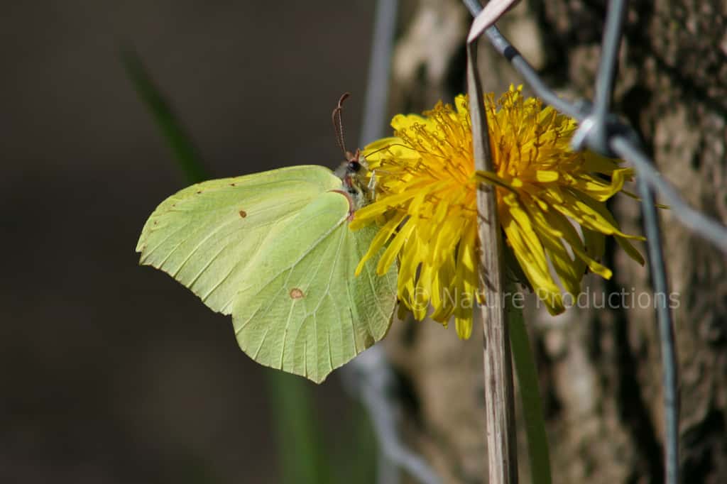 Messager du printemps, le papillon citron bénéficie d’une espérance de vie supérieure à un an. © N. Macaire, DR