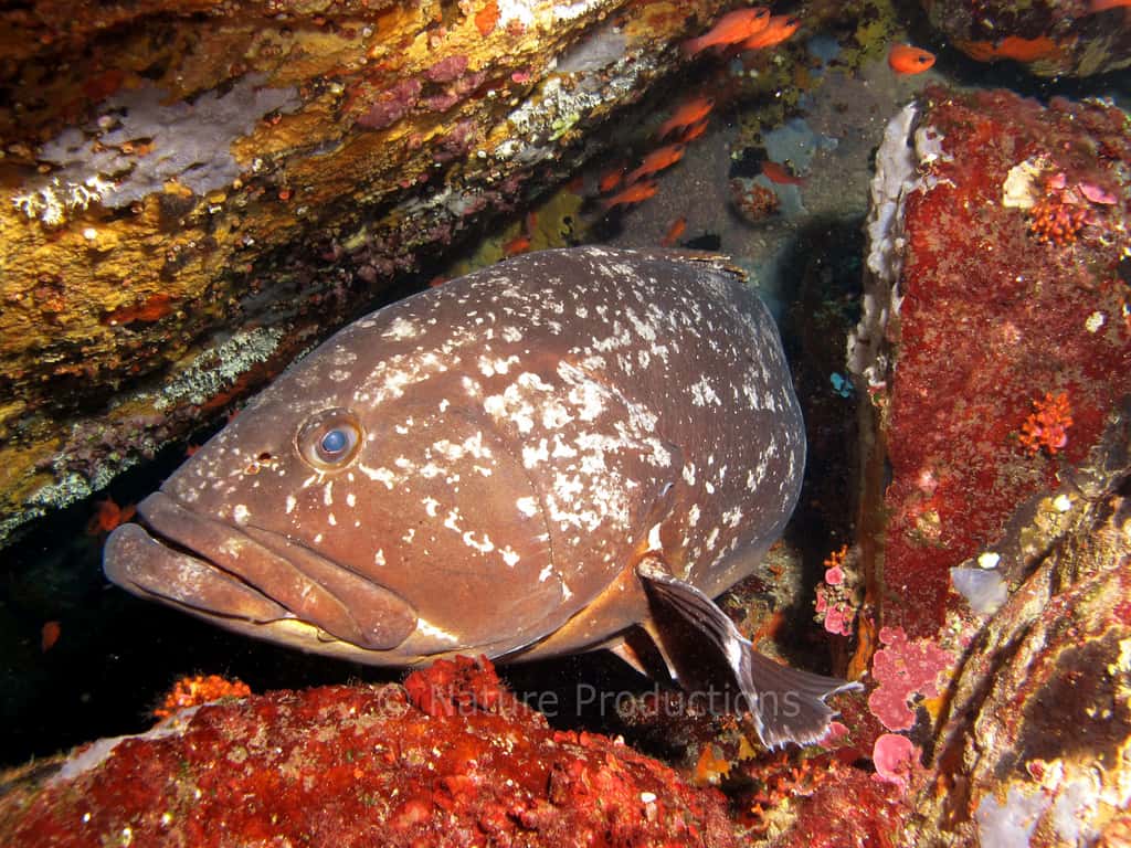 Pouvant vivre jusqu'à 200 m de profondeur, le mérou brun se montre peu farouche. © S. Ruitton, DR