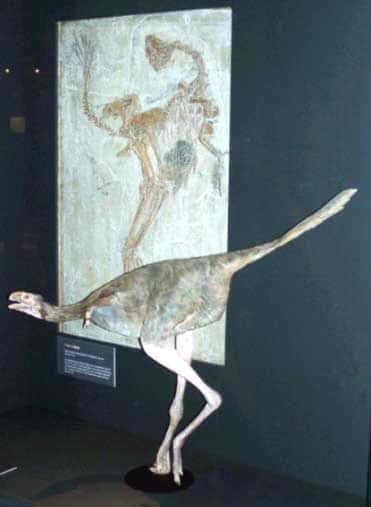Squelette et reconstitution de caudipteryx, un « dinosaure à plumes » du Crétacé inférieur (environ 120 millions d'années) de Chine (<em>Naturhistorisches Museum</em>, Bâle, Suisse). La position systématique de cet animal, qui possède des plumes de type évolué, est discutée, certains y voyant un dinosaure, d'autre un oiseau primitif ayant perdu la faculté de voler. De tels êtres illustrent combien il est devenu difficile de tracer une frontière précise entre certains dinosaures et leurs descendants, les oiseaux. © DR