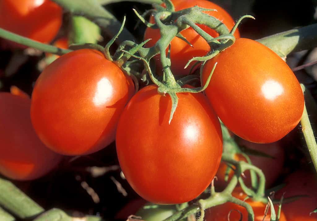 La tomate olivette est productive, notamment pour réaliser des coulis. © Penny Greb, USDA, ARS, DP
