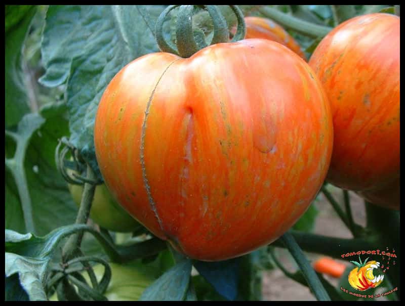 Tomate Schimmeig Creg. Ces belles tomates rayées orange et rouge sont un peu allongées, à la chair peu aqueuse et au bon goût de tomate. Leur croissance est semi-déterminée, et leur feuillage normal. ©<a href="http://www.tomodori.com/" target="_blank">Tomodori</a>