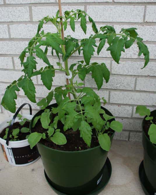Jeune plant de tomate. Les variétés actuelles découleraient de la tomate cerise. © Blog story, Flickr, CC by-nc-sa 2.0