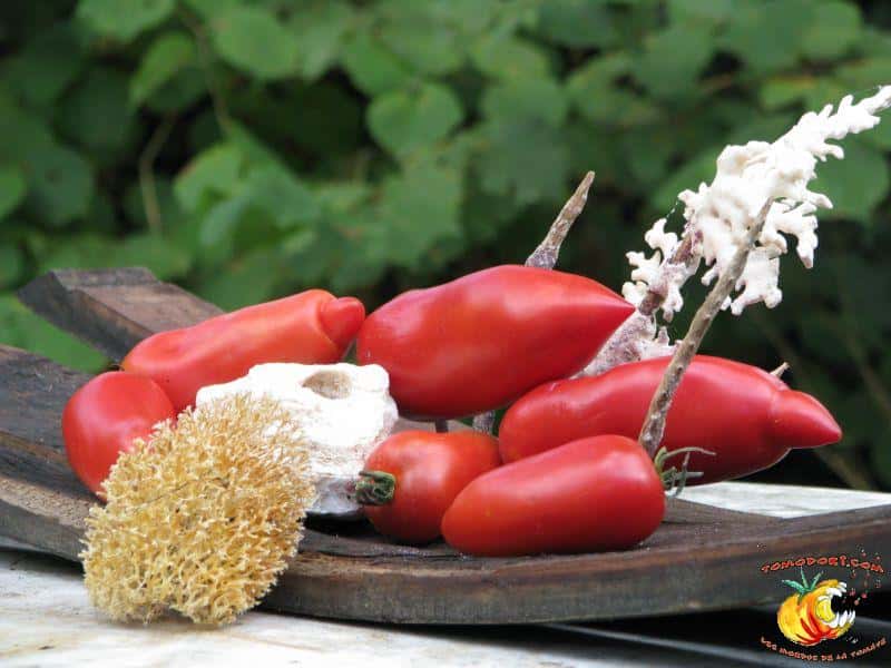 La tomate cornue d'Ischia est un fruit allongé, de forme semblable à celle du piment. Elle se prête bien à la préparation de coulis et de sauces. ©<a target="_blank" href="http://www.tomodori.com/">Tomodori</a>