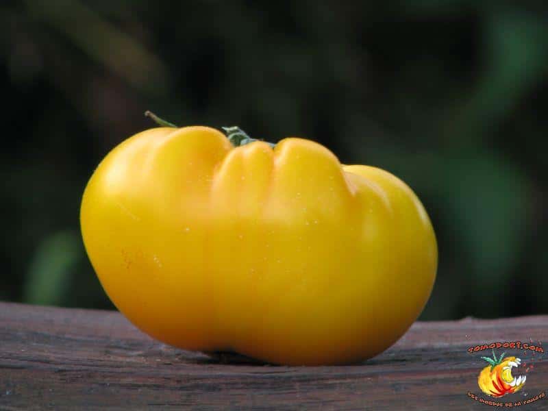 La tomate jaune Limmony possède une touche acidulée qui fait penser au citron. © <a target="_blank" href="http://www.tomodori.com/">Tomodori</a>