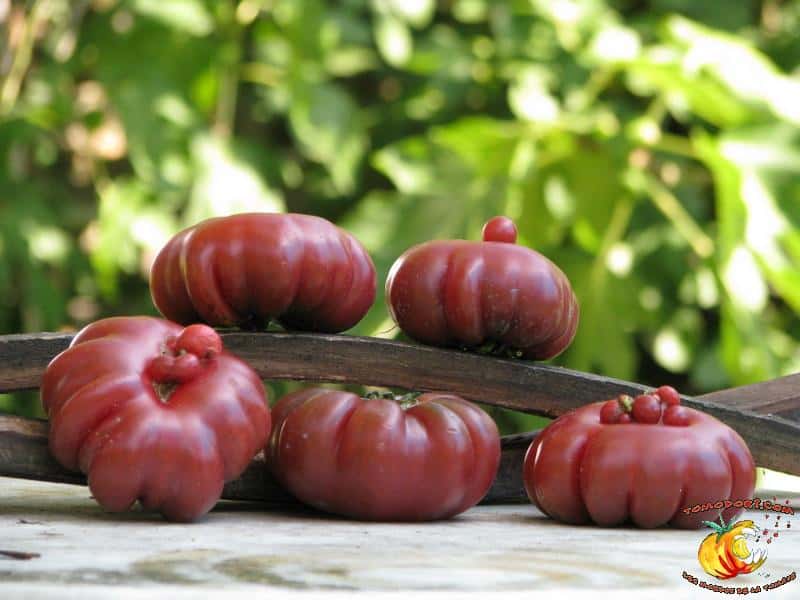 La tomate Purple Calabash est beaucoup cultivée pour la qualité de sa chair. © <a target="_blank" href="http://www.tomodori.com/">Tomodori</a>