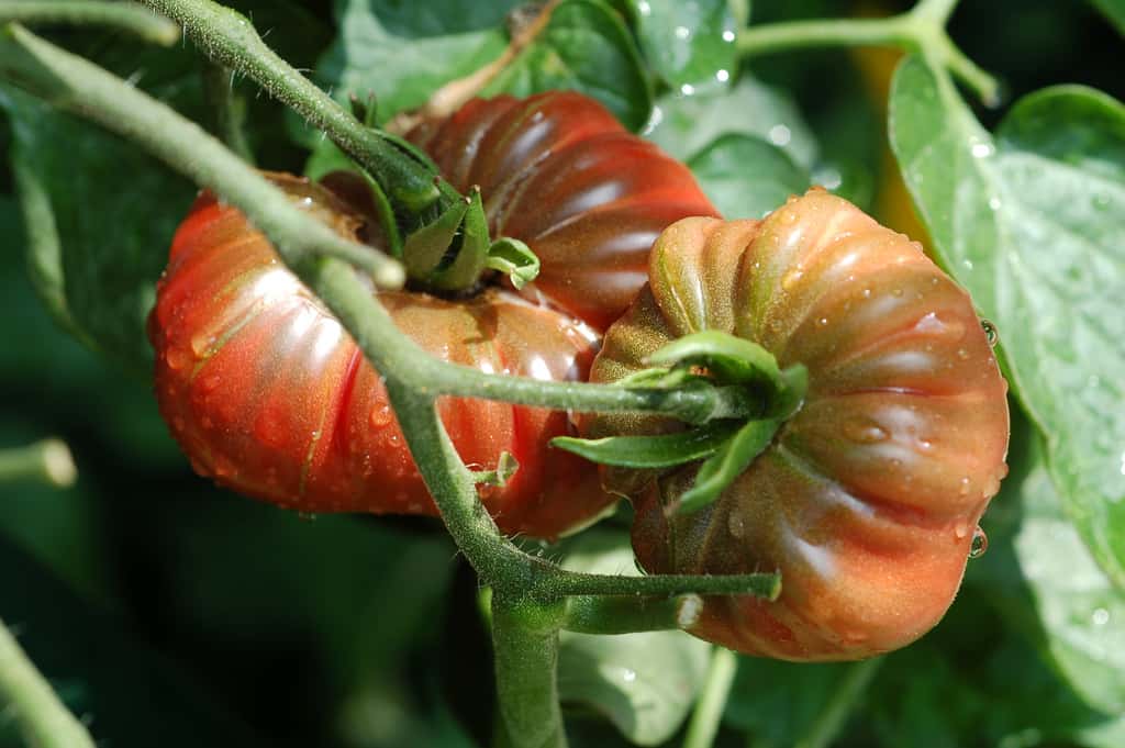 La tomatePurple Calabash est une variété ancienne, qui aurait été cultivée dès le XVI<sup style="text-align: center;">e</sup>siècle. © Enbodenumer, Flickr, CC by-nc-sa 2.0