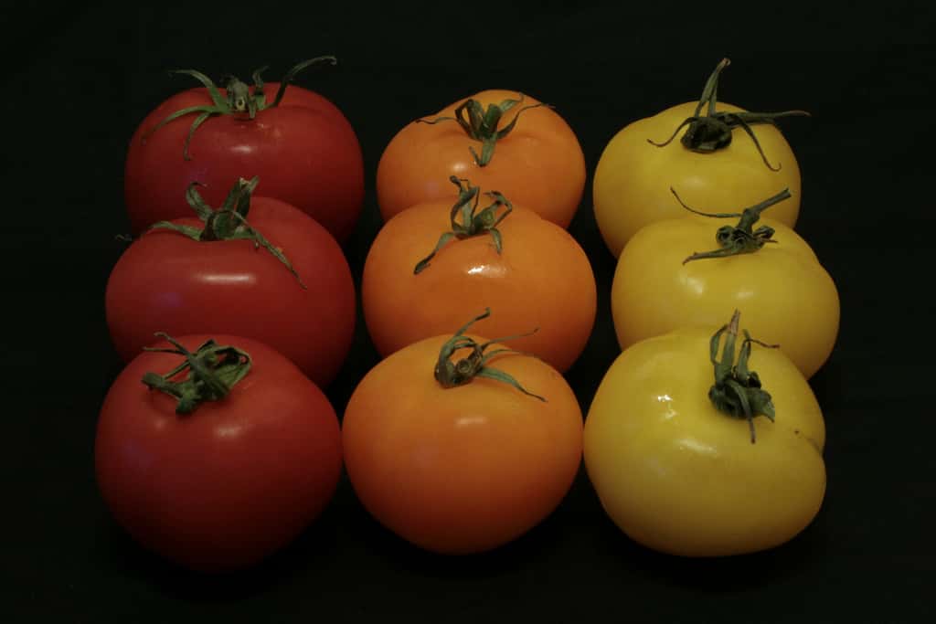 Quelques couleurs de tomates, avec notamment des tomates jaunes à droite. © Franck Chicot, Flickr, CC by-nc-sa 2.0
