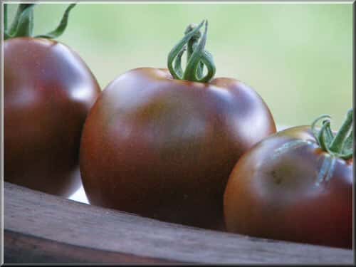 La saveur de la tomate noire de Crimée est particulièrement douce et sucrée. © <a target="_blank" href="http://www.tomodori.com/">Tomodori</a>