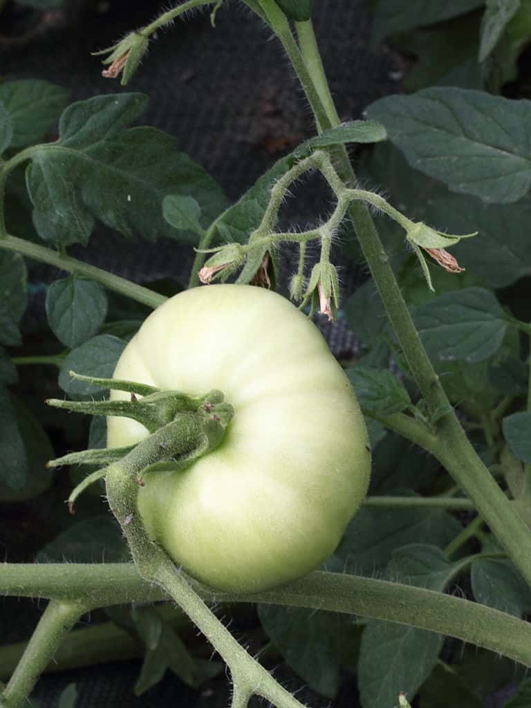 La tomate blanche de Picardie est aussi appelée « douce de Picardie », en référence à sa saveur. © Caroline Léna Becker, Wikimedia Commons, CC by 3.0
