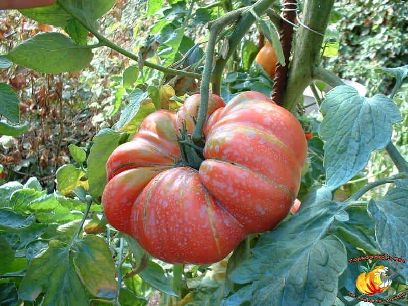 La tomate Potiron Écarlate rappelle la forme d’un potiron. © <a href="http://www.tomodori.com/" target="_blank">Tomodori</a>
