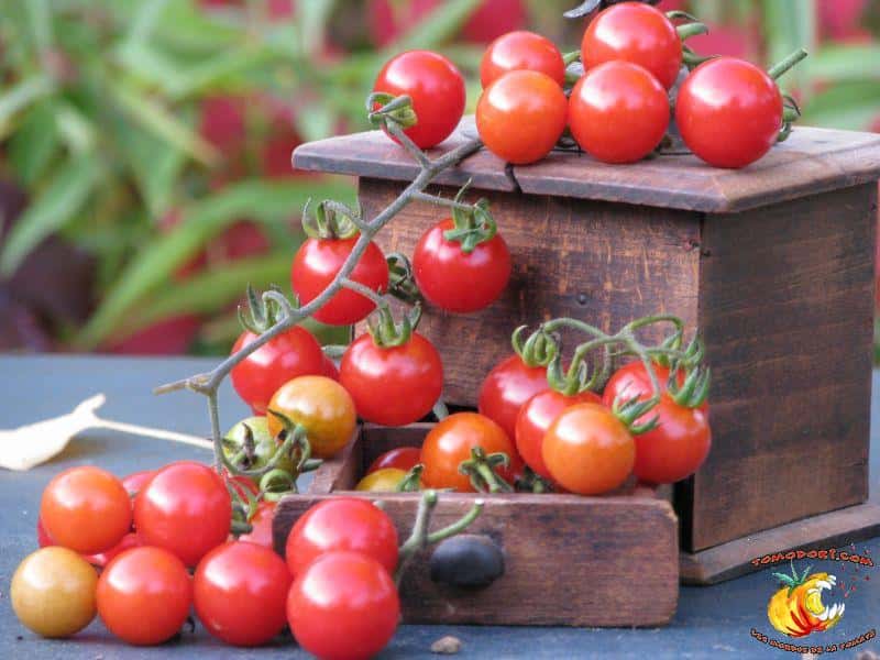La variété de tomates Barbaniaka forme de longues grappes de fruits ronds de 3 à 5 grammes. © <a href="http://www.tomodori.com/" target="_blank">Tomodori</a>