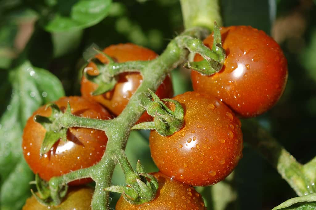 La tomate Black Cherry, aussi appelée « cerise noire », est assez sensible à l’éclatement. © Enbodenumer, Flickr, CC by-nc-sa 2.0