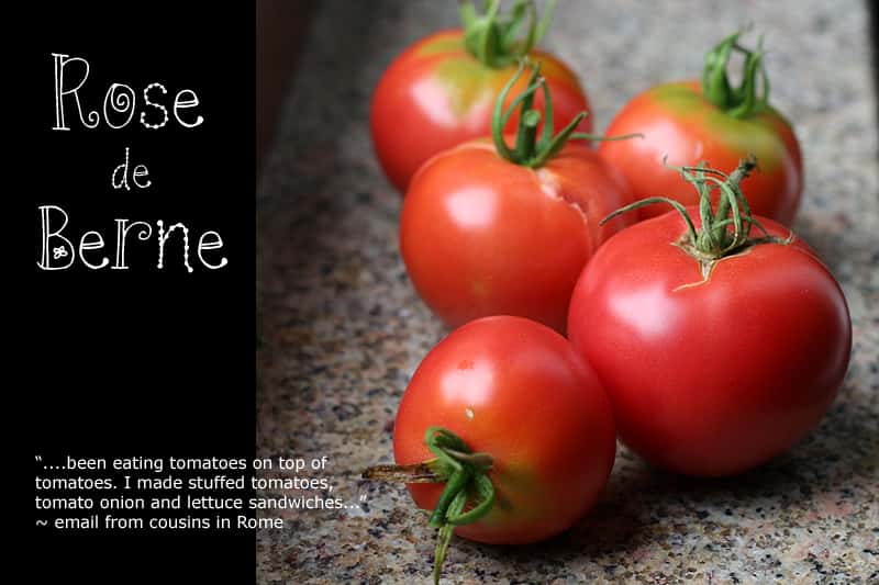 Ancienne variété française, la tomate Rose de Berne résiste bien aux maladies. © <em>Rubber Slippers in Italy</em>, Flickr, CC by-nc-nd 2.0